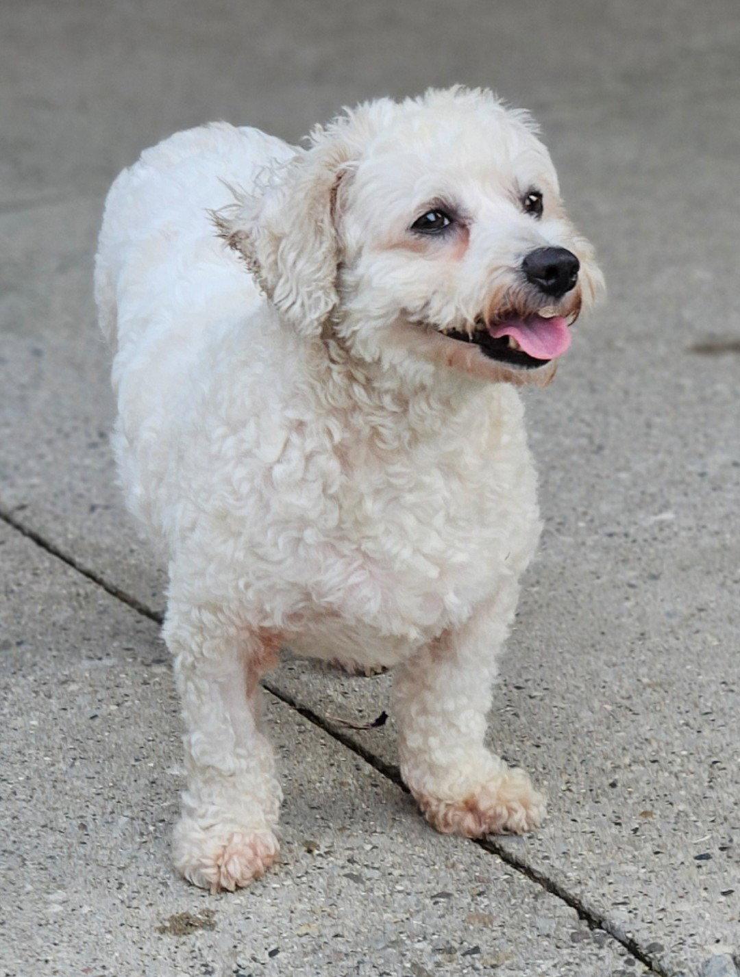 Enlarge Betsy, a Adoptable Bichon Frise in London, ON image 3/3