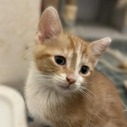 Enlarge Stripe, a Adoptable Domestic Short Hair in Shingletown, CA image 1/2
