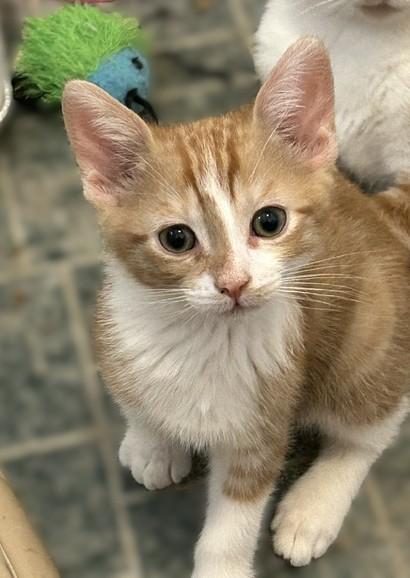 Stripe, Adoptable, Kitten Male Domestic Short Hair.