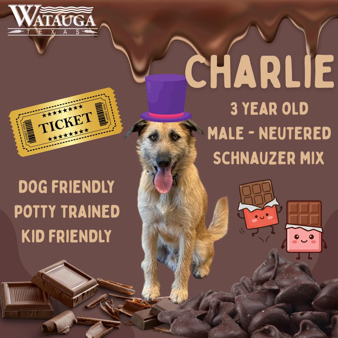 Enlarge Charlie, a ADOPTABLE mixed breed in Watauga, TX image 1/1