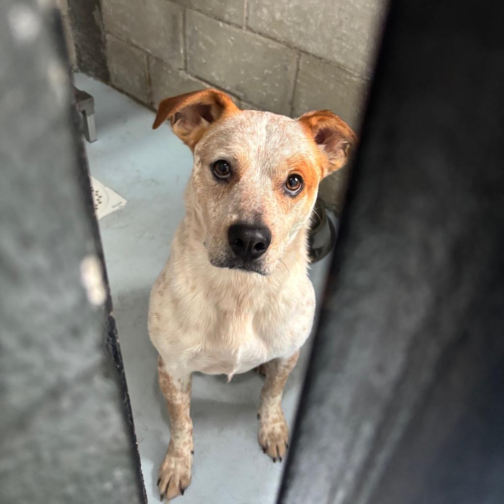 CSAS-Stray-897, Adoptable, Adult Male Cattle Dog & Mixed Breed.