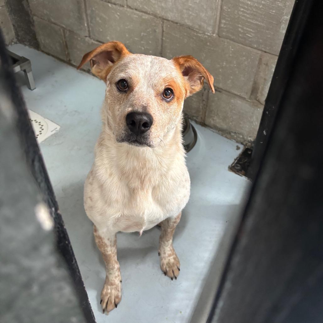 Enlarge CSAS-Stray-897, a Adoptable mixed breed in Springtown, TX image 2/2