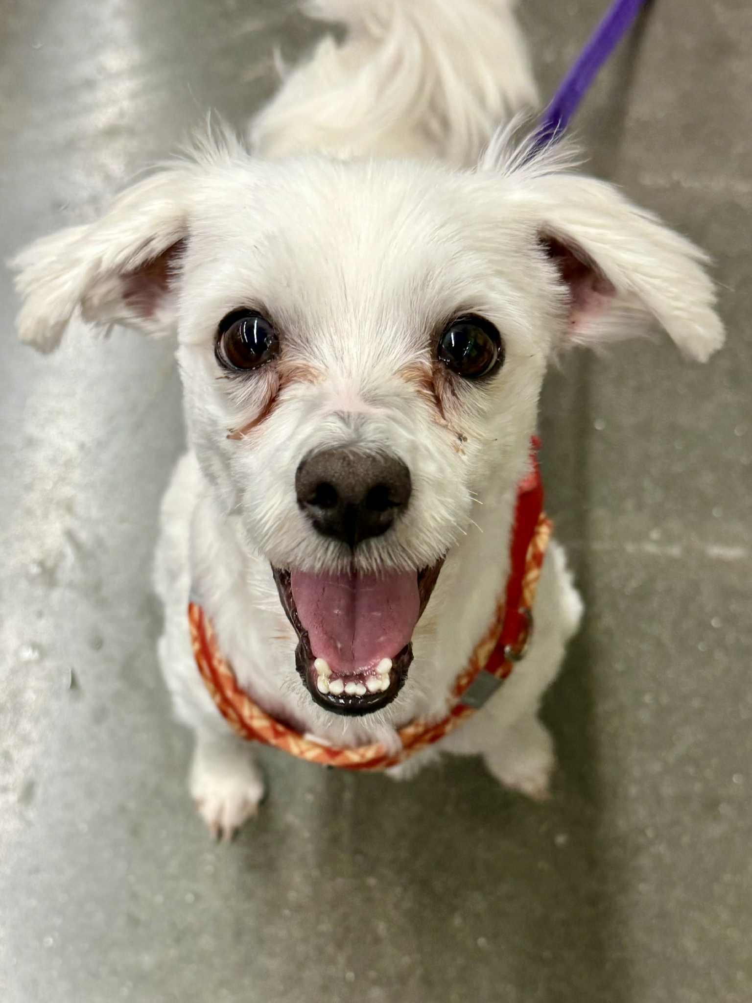 Barney, Adoptable, Adult Male Maltese & Coton de Tulear.