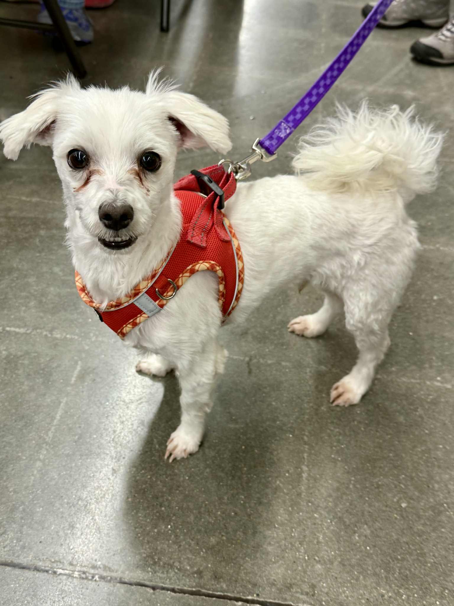 Enlarge Barney, a Adoptable mixed breed in Lee's Summit, MO image 2/3