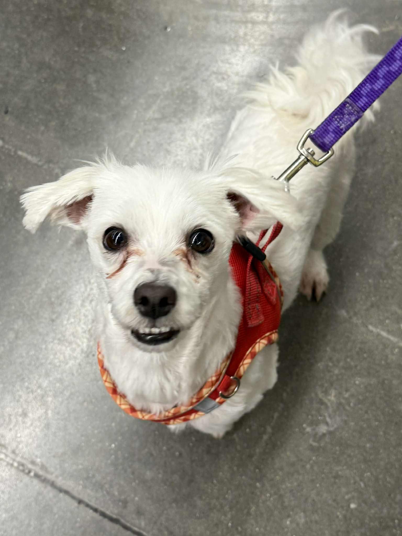 Enlarge Barney, a Adoptable mixed breed in Lee's Summit, MO image 3/3