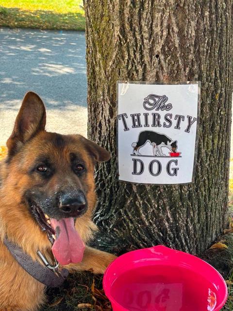 BUDDY, Adoptable, Adult Male German Shepherd Dog.