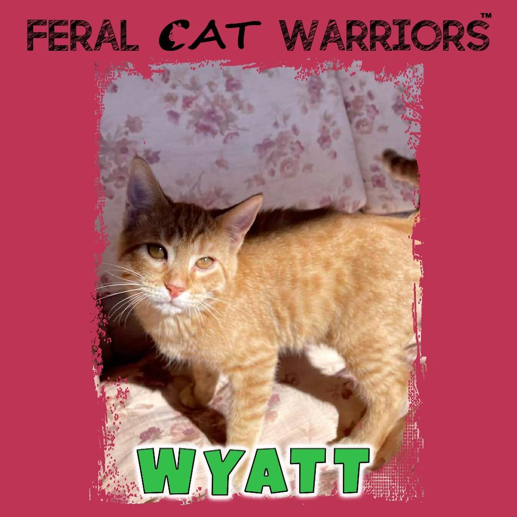 Enlarge Wyatt, a Adoptable Domestic Short Hair in Kingman, AZ image 1/1