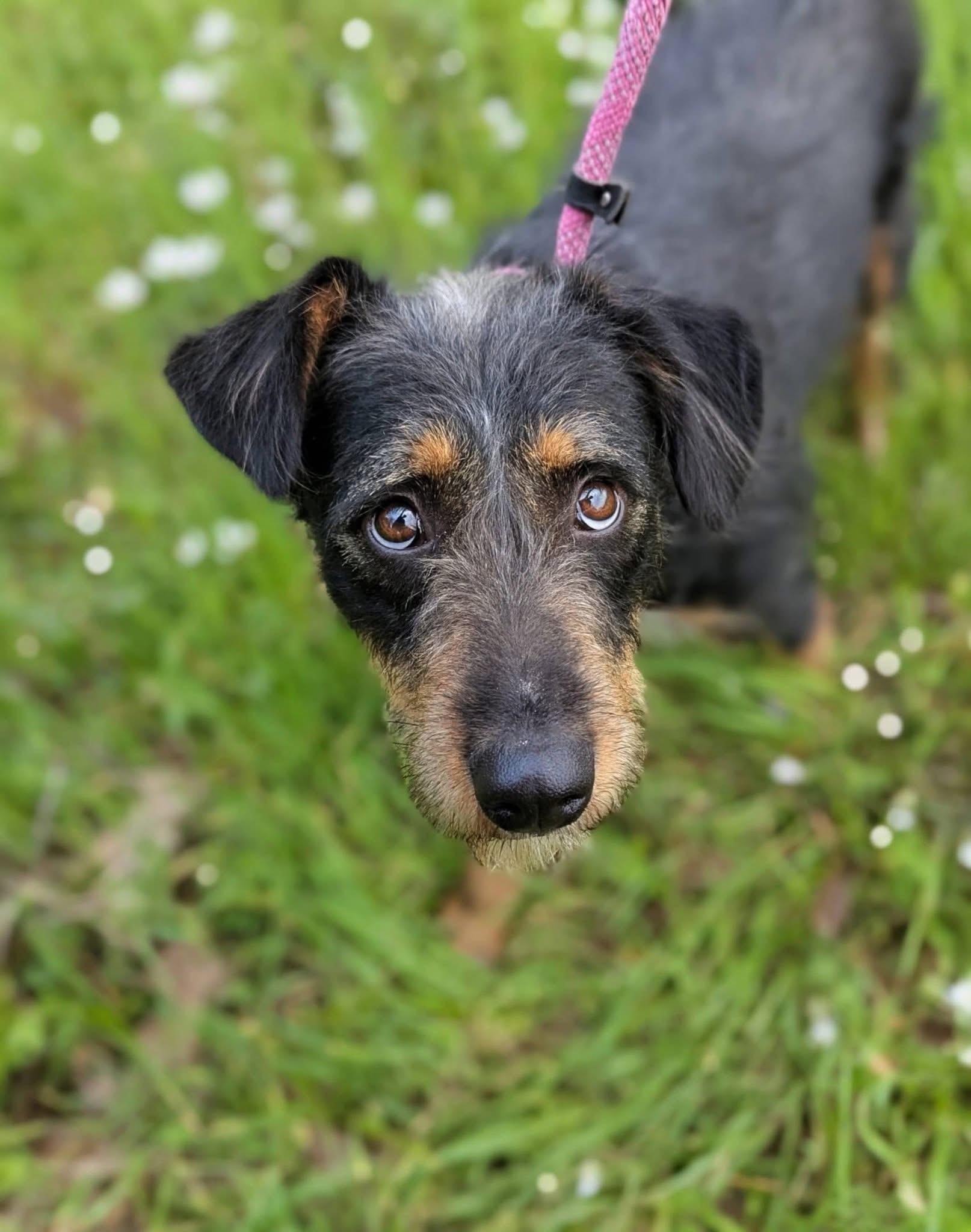 Enlarge Carolina , a ADOPTABLE mixed breed in Mendham, NJ image 2/4