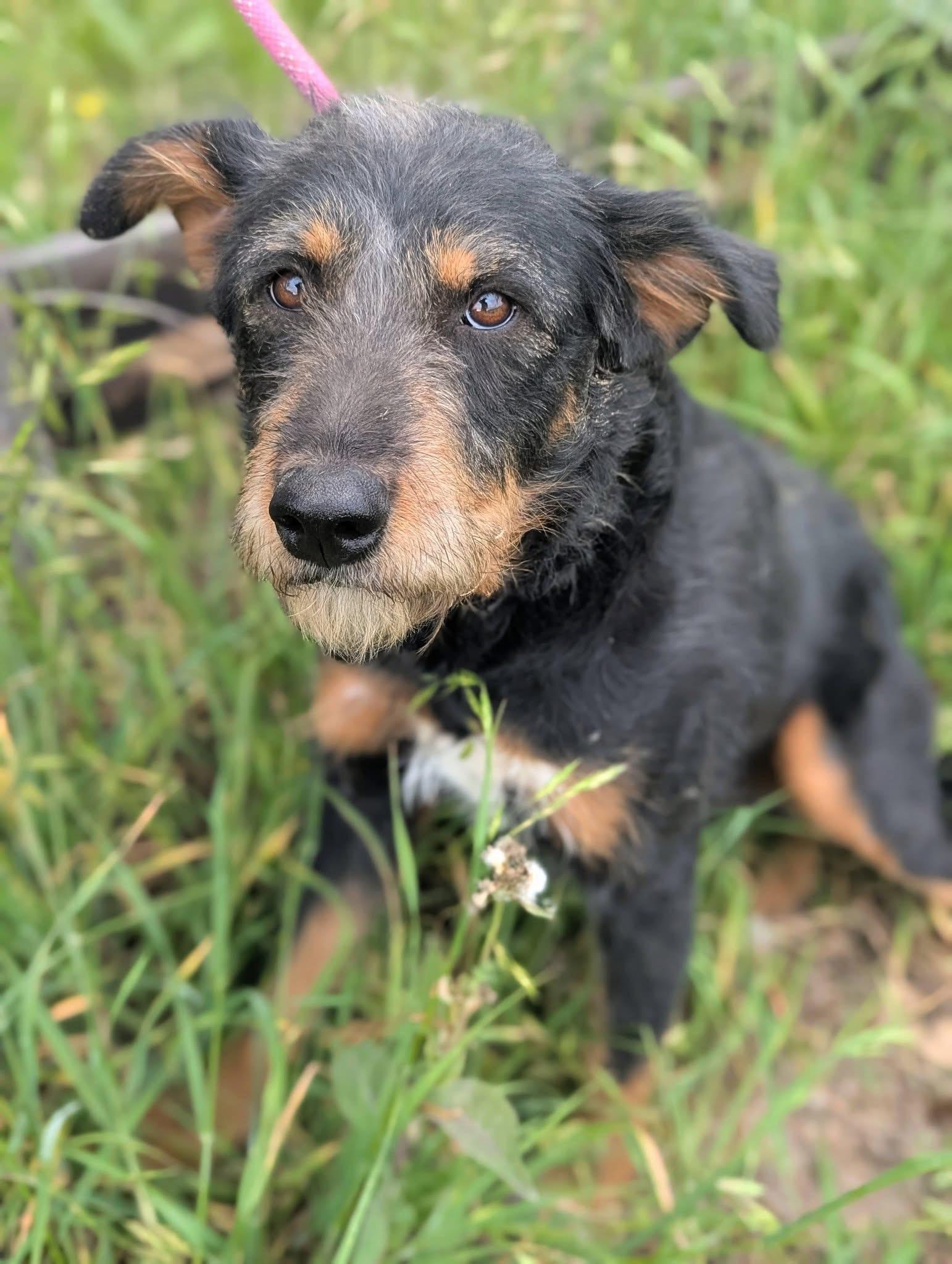 Enlarge Carolina , a ADOPTABLE mixed breed in Mendham, NJ image 1/4