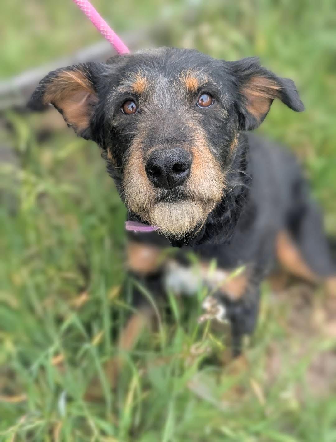 Enlarge Carolina , a ADOPTABLE mixed breed in Mendham, NJ image 4/4