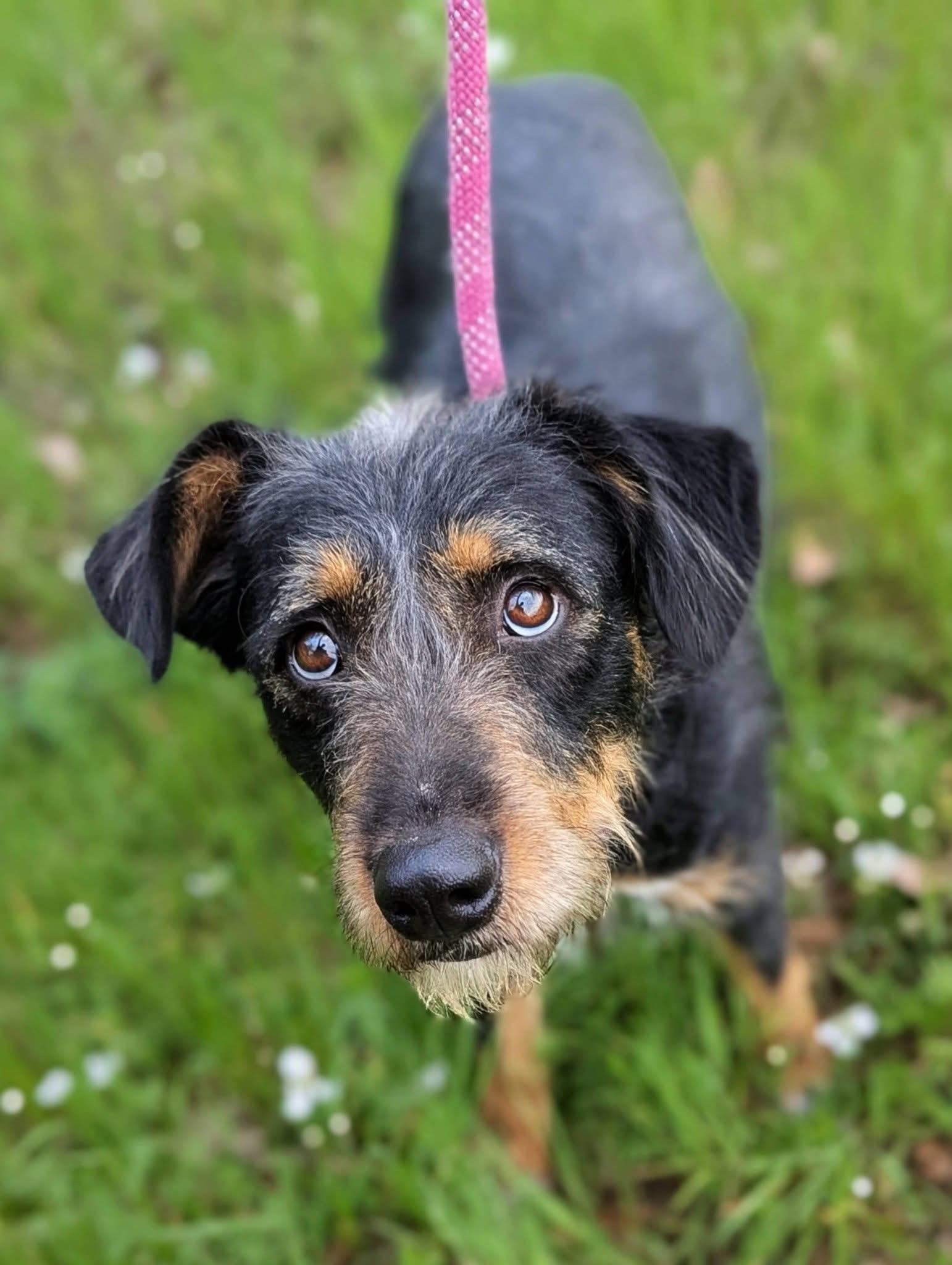 Enlarge Carolina , a ADOPTABLE mixed breed in Mendham, NJ image 3/4