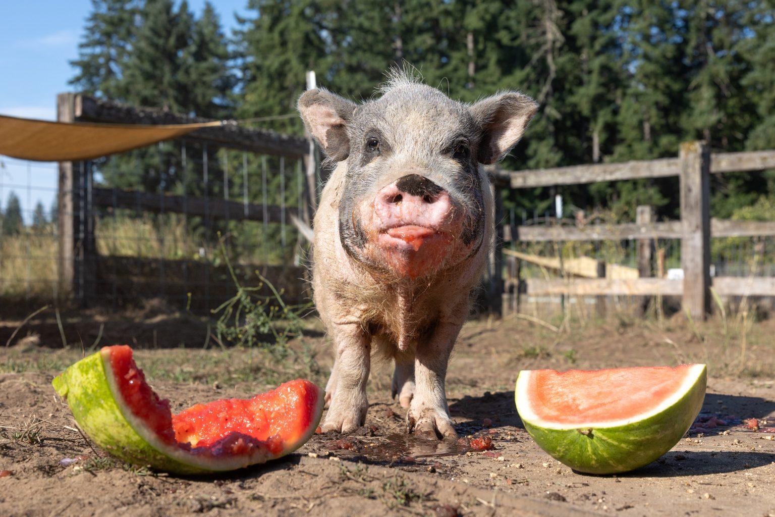 Enlarge Saffy, a Adoptable mixed breed in Roy, WA image 1/1
