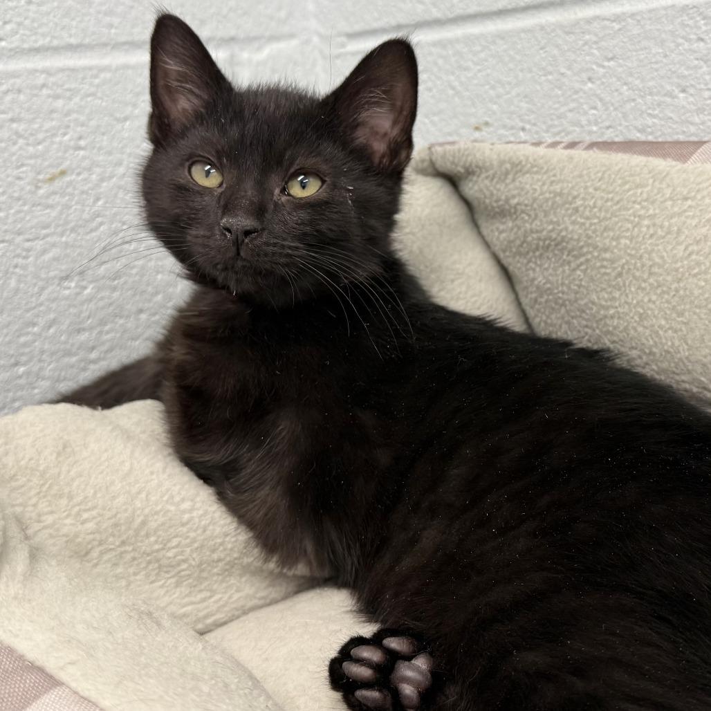 Pepperoni, Adoptable, Kitten Male Domestic Short Hair.