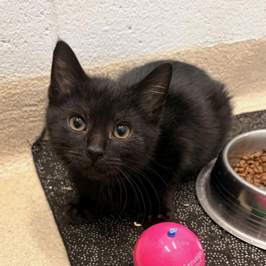 Enlarge Pepperoni, a Adoptable Domestic Short Hair in Marshall, VA image 2/3