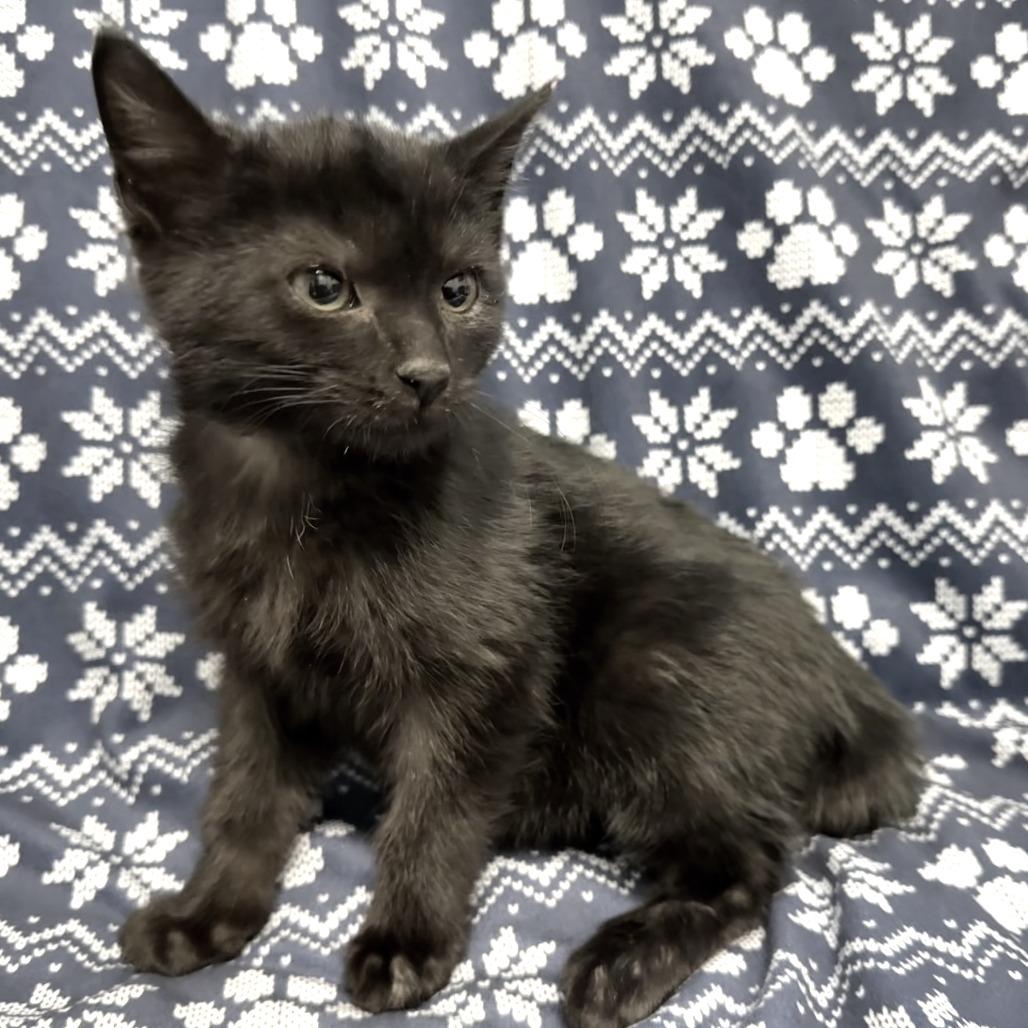 Enlarge Pepperoni, a Adoptable Domestic Short Hair in Marshall, VA image 3/3