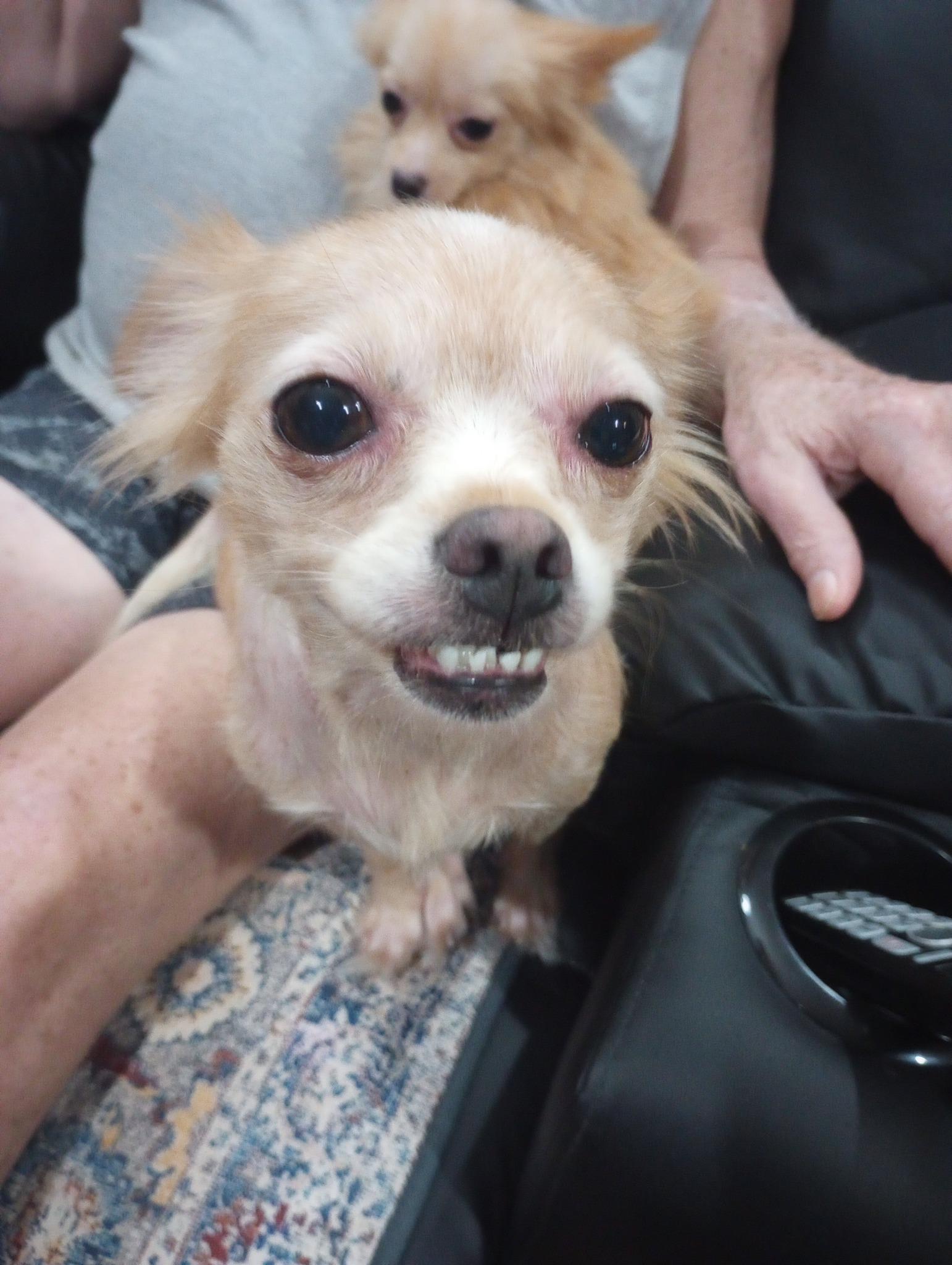 Pixie (D1988), a Adoptable mixed breed in Hayes, VA image 5/6