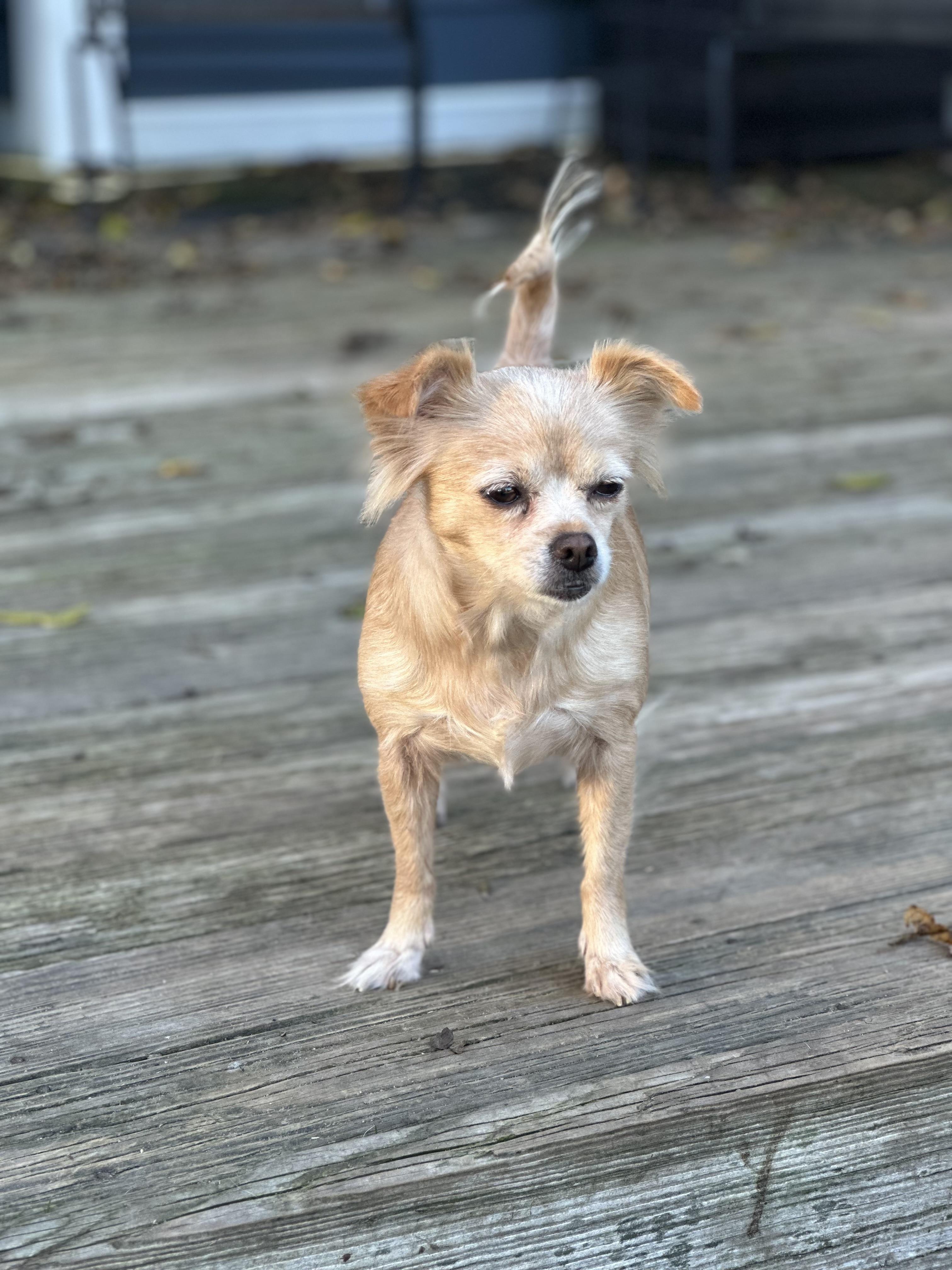 Pixie (D1988), a Adoptable mixed breed in Hayes, VA image 2/6