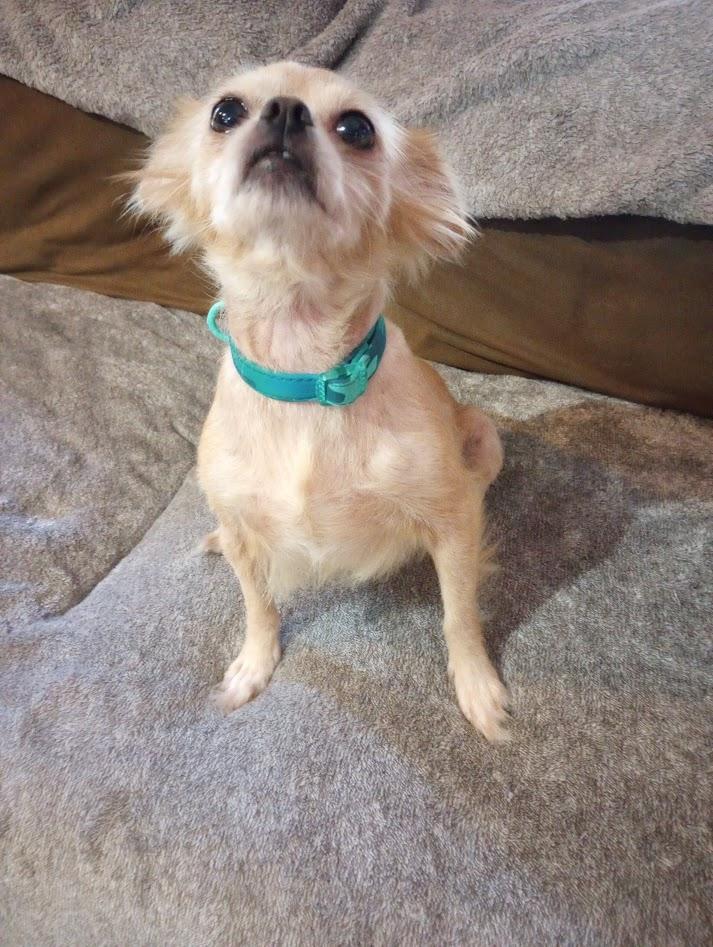 Pixie (D1988), a Adoptable mixed breed in Hayes, VA image 6/6