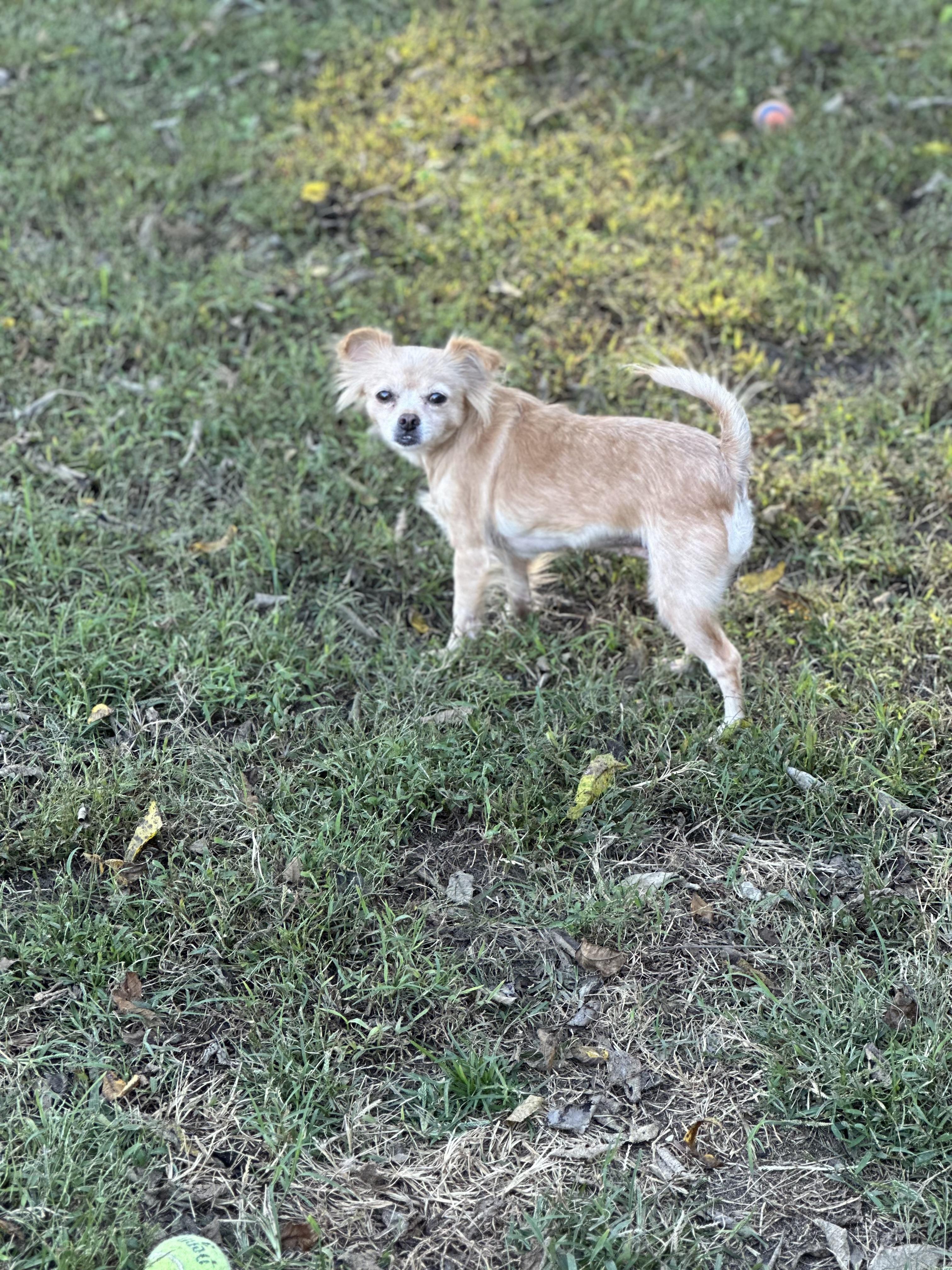 Pixie (D1988), a Adoptable mixed breed in Hayes, VA image 4/6
