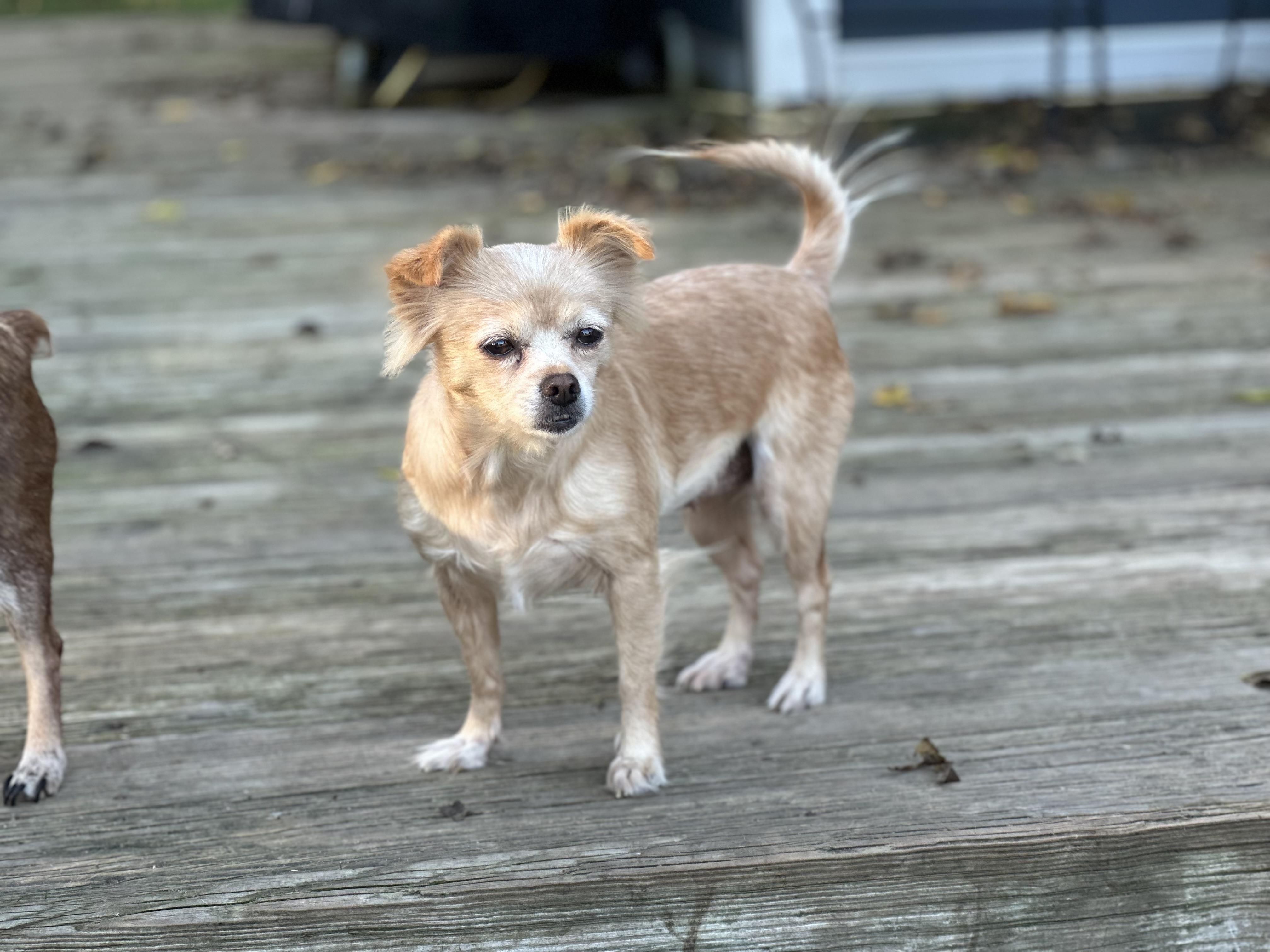 Pixie (D1988), a Adoptable mixed breed in Hayes, VA image 3/6