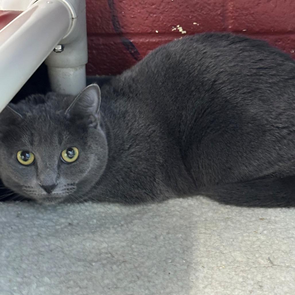 Diamond, Adoptable, Young Female Domestic Medium Hair.