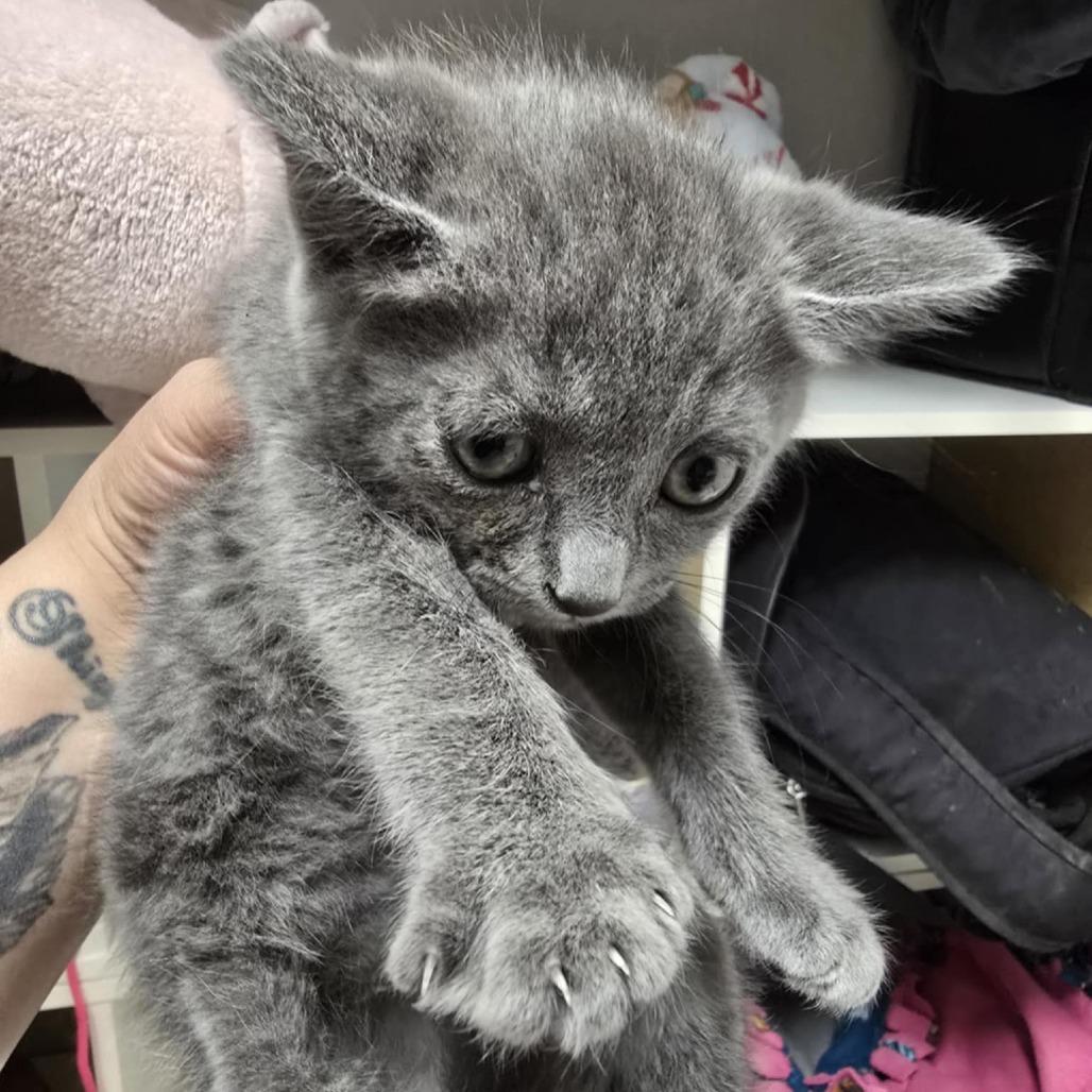 Enlarge Diamond, a Adoptable Domestic Medium Hair in Coos Bay, OR image 2/2