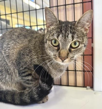 Enlarge FURGIE, a Adoptable mixed breed in Fernandina Beach, FL image 2/4