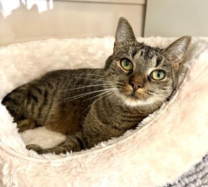 Enlarge FURGIE, a Adoptable mixed breed in Fernandina Beach, FL image 1/4