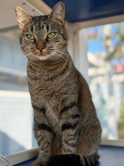 Enlarge FURGIE, a Adoptable mixed breed in Fernandina Beach, FL image 4/4