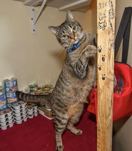 Enlarge FURGIE, a Adoptable mixed breed in Fernandina Beach, FL image 3/4