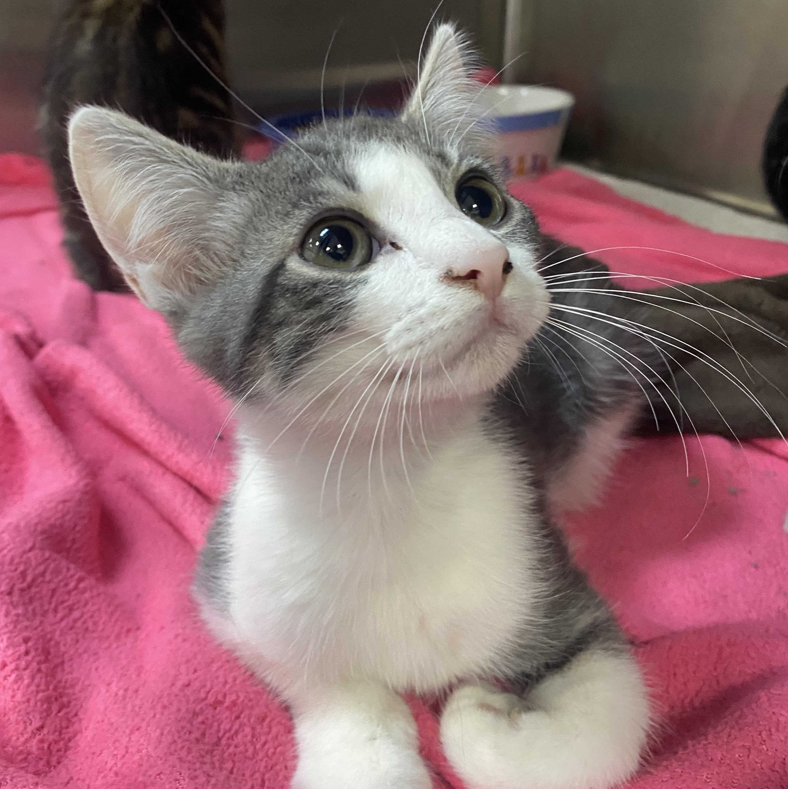 Cats for Adoption Petco: Find Your Perfect Furry Friend Today!
