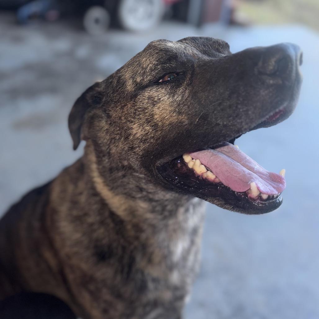 Whiskey, Adoptable, Senior Male Mountain Cur & Mixed Breed.