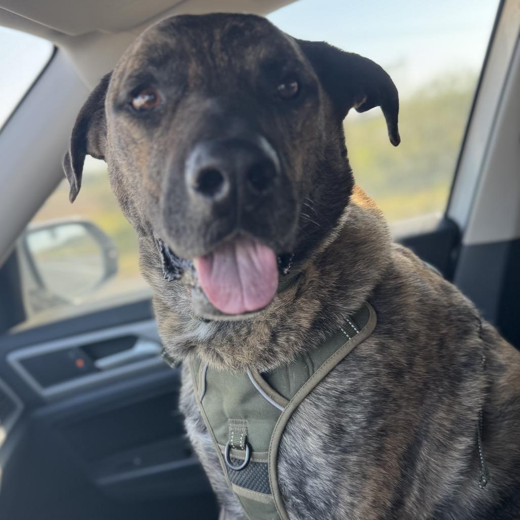 Enlarge Whiskey, a Adoptable mixed breed in Midland, TX image 2/6