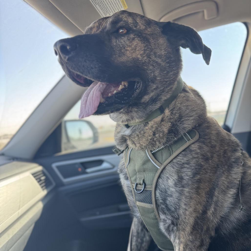 Enlarge Whiskey, a Adoptable mixed breed in Midland, TX image 4/6