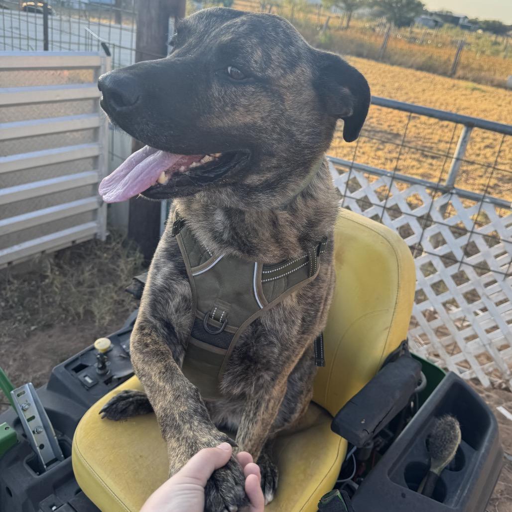 Enlarge Whiskey, a Adoptable mixed breed in Midland, TX image 6/6