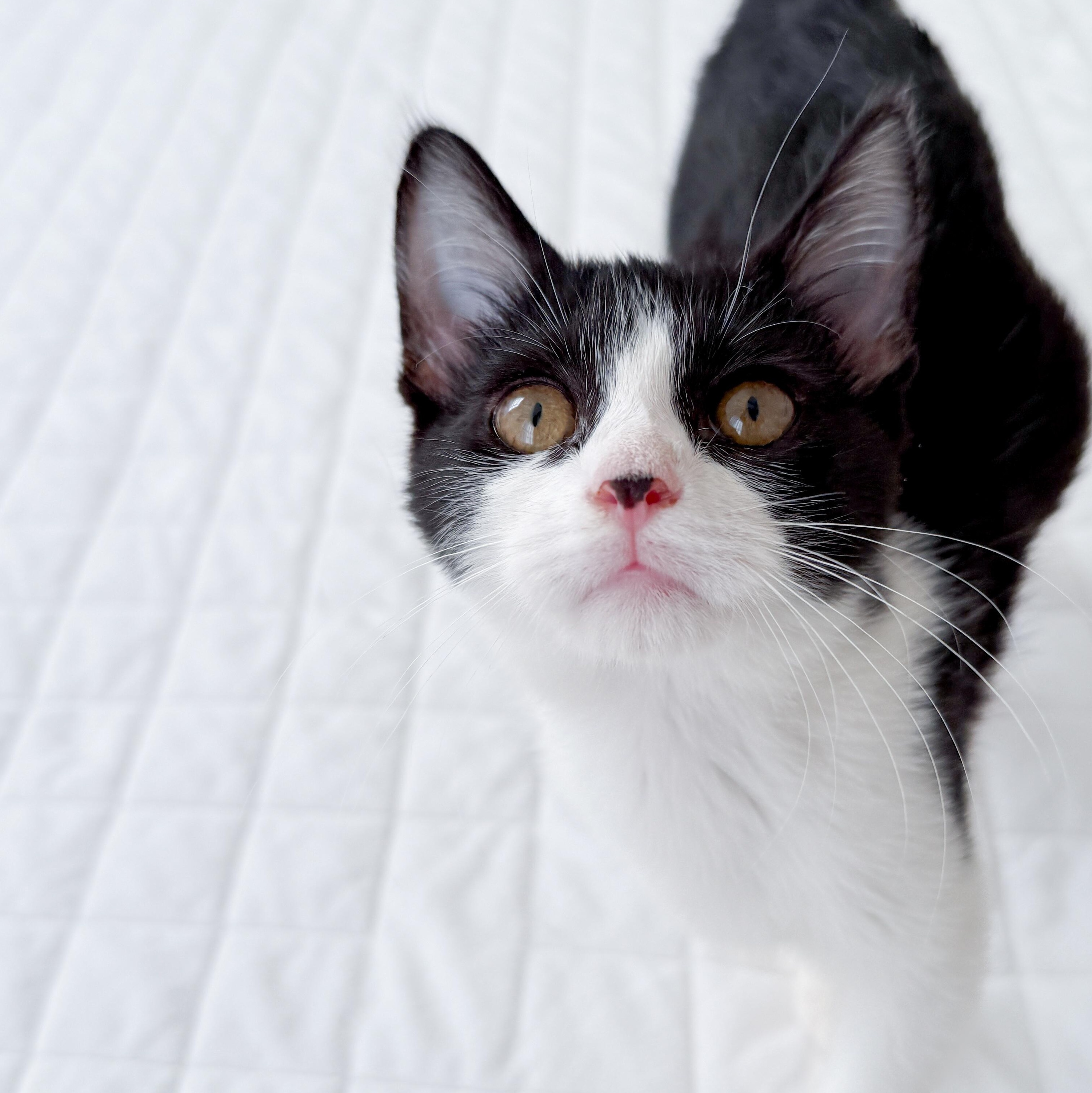 Enlarge Fred, a Adoptable Domestic Short Hair in New Orleans, LA image 1/2