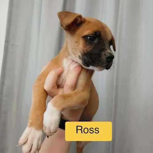 Ross