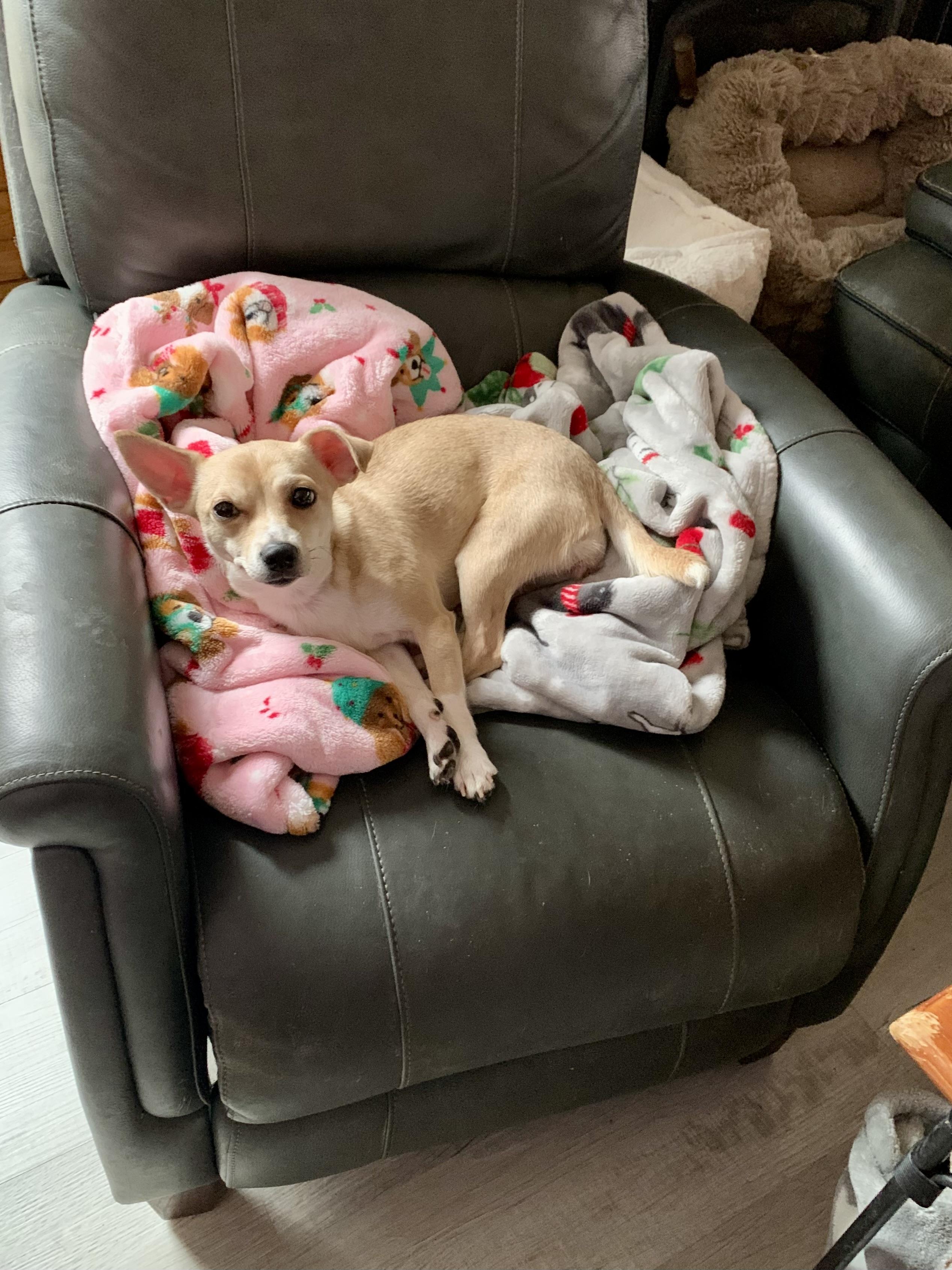 Enlarge Princess , a ADOPTABLE mixed breed in Richmond, VA image 2/3