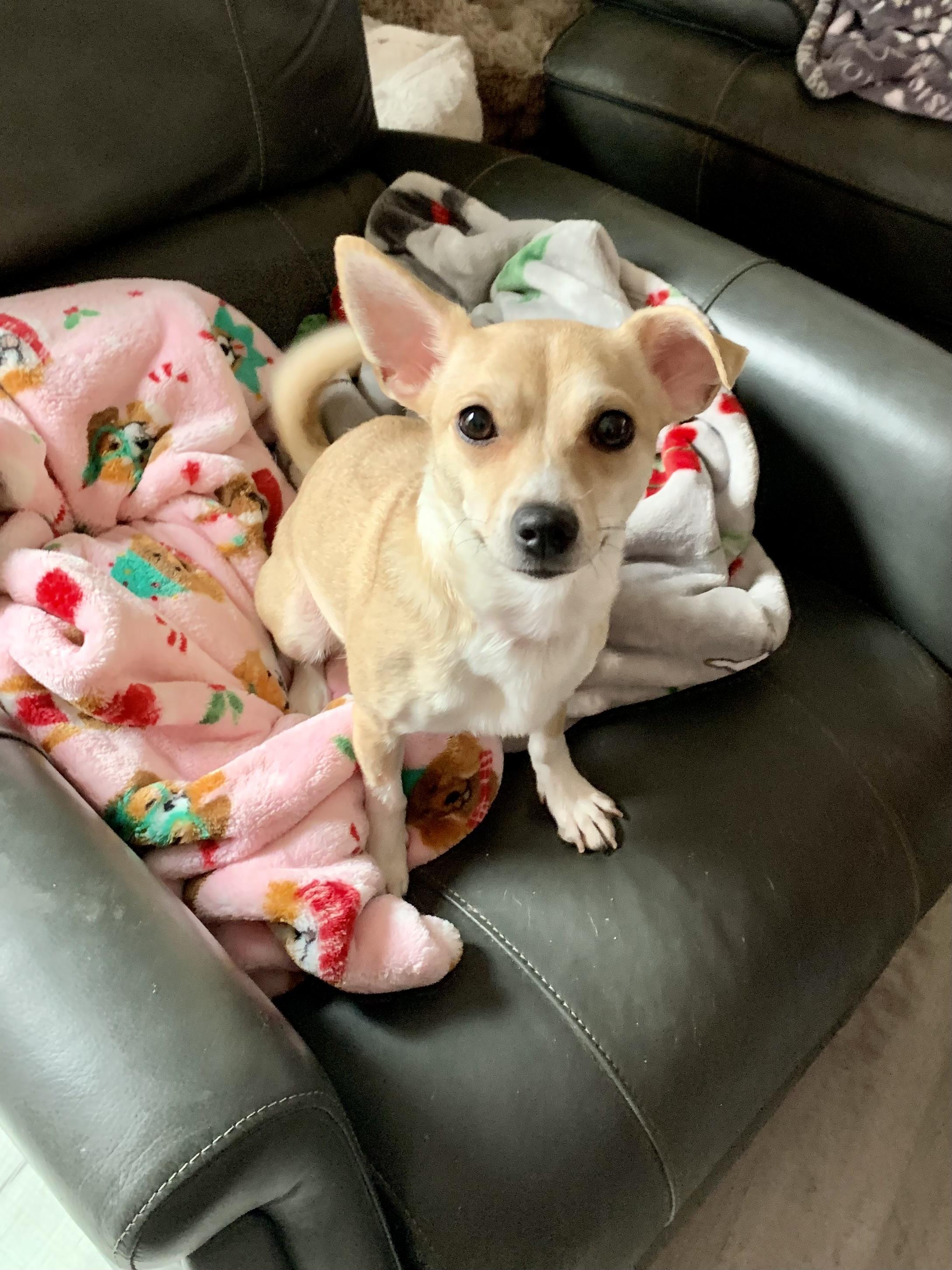 Enlarge Princess , a ADOPTABLE mixed breed in Richmond, VA image 3/3