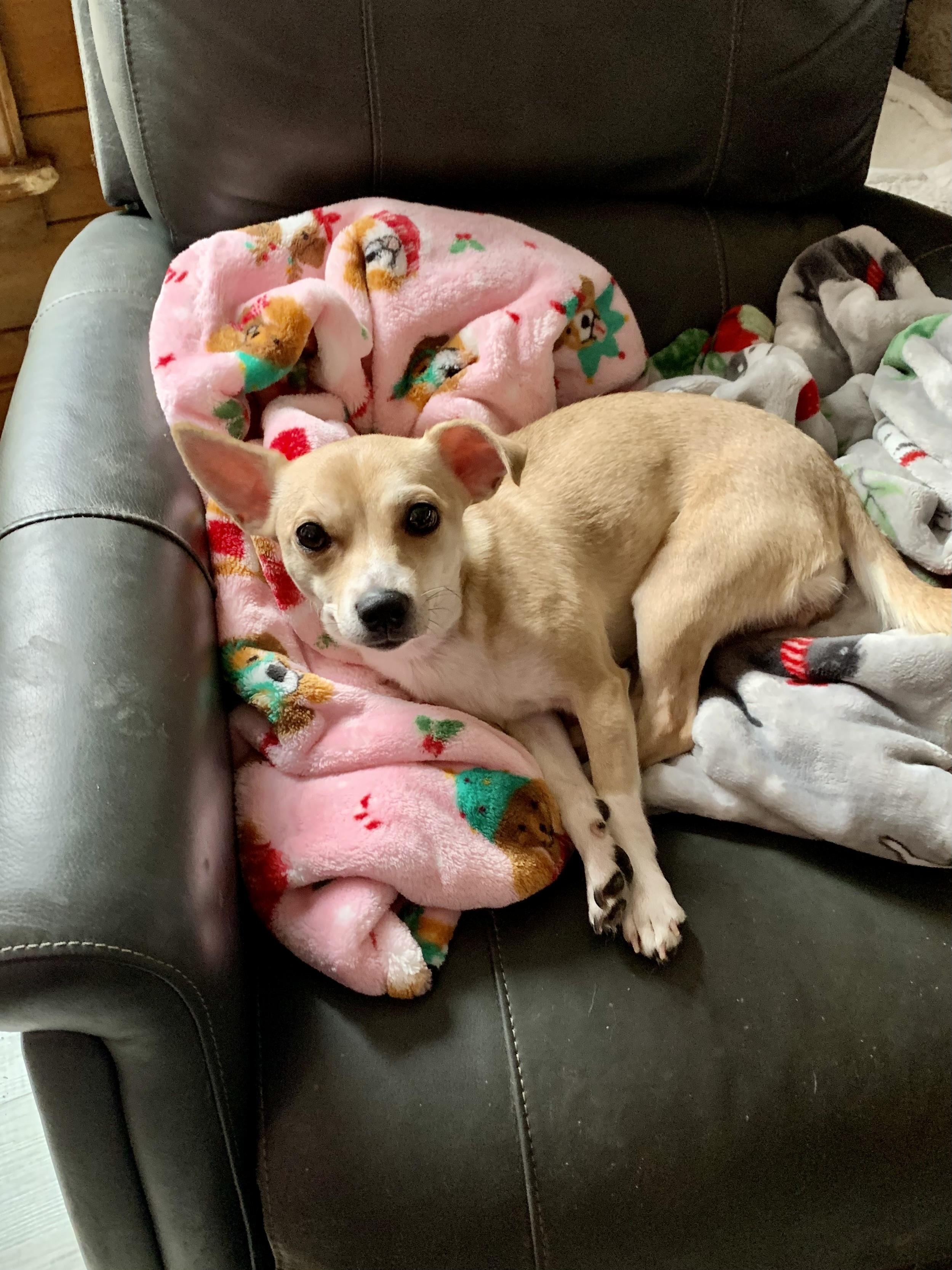 Princess , ADOPTABLE, Puppy Female Chihuahua.