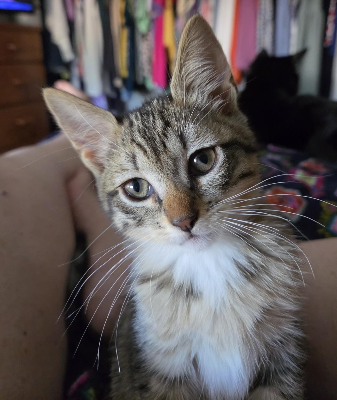 Pinky (bonded with Marion), a ADOPTABLE Domestic Short Hair in Silverton, OR image 3/6