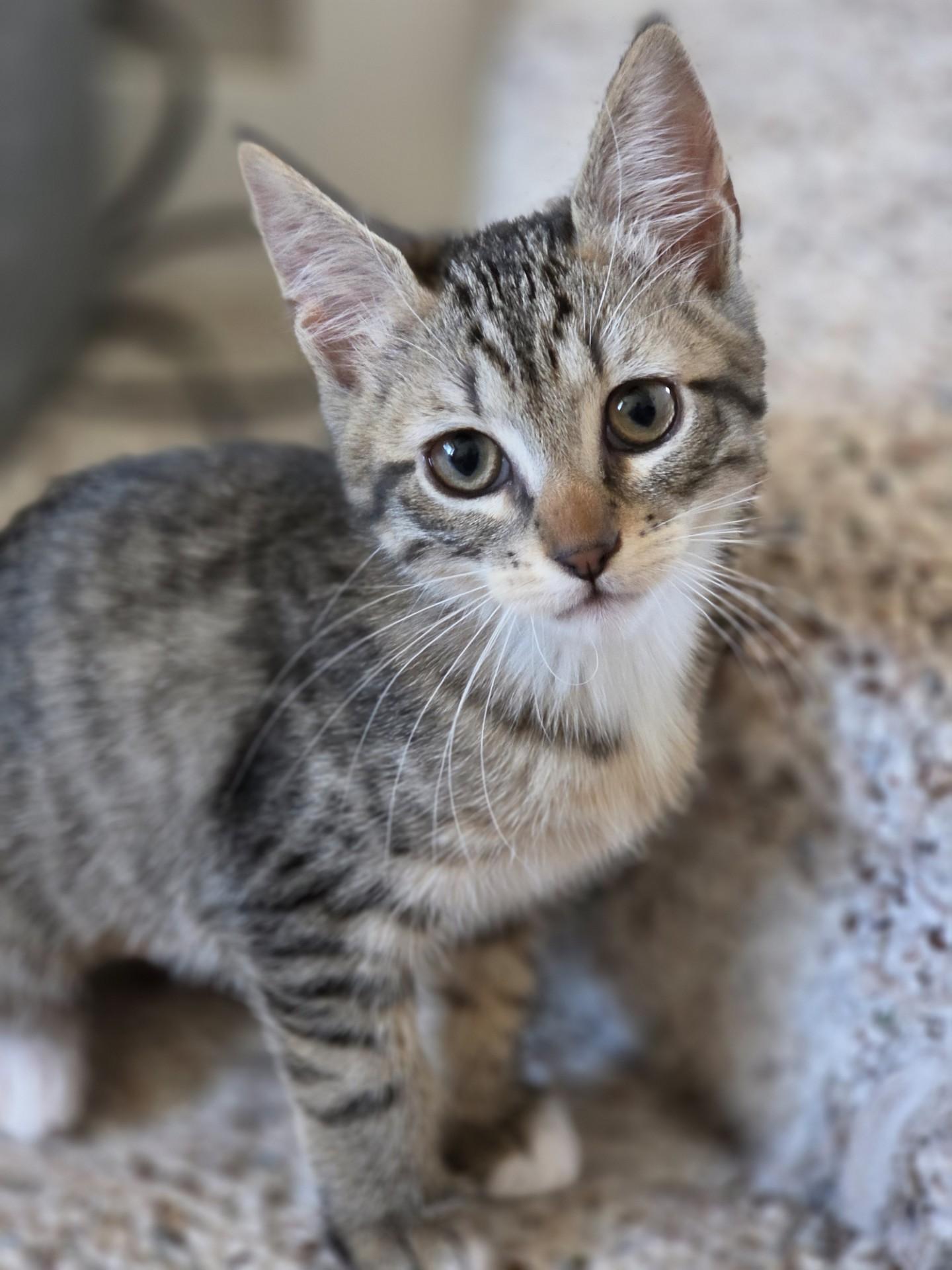 Pinky (bonded with Marion), ADOPTABLE, Kitten Female Domestic Short Hair.