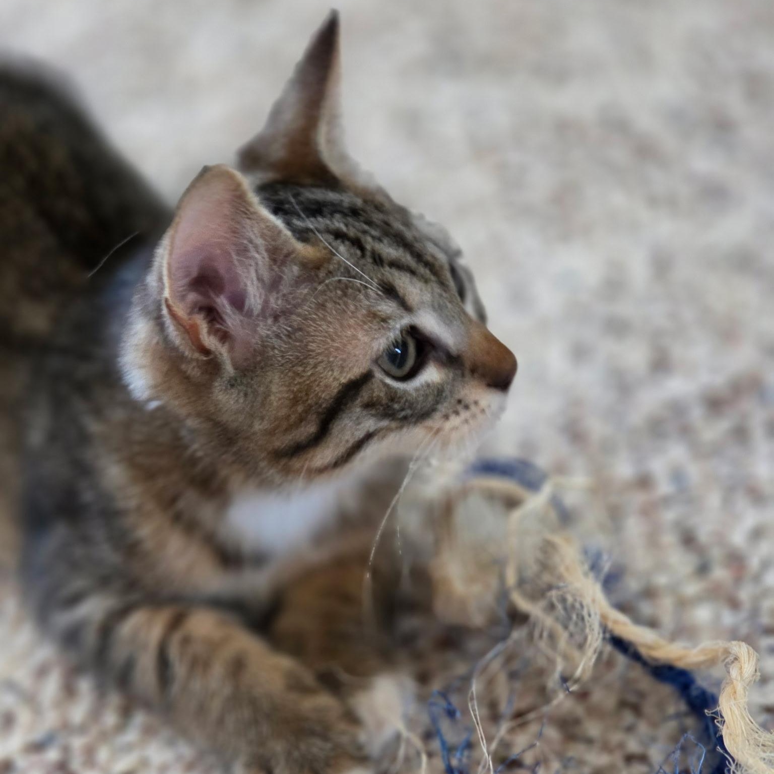 Enlarge Pinky (bonded with Marion), a ADOPTABLE Domestic Short Hair in Silverton, OR image 4/5