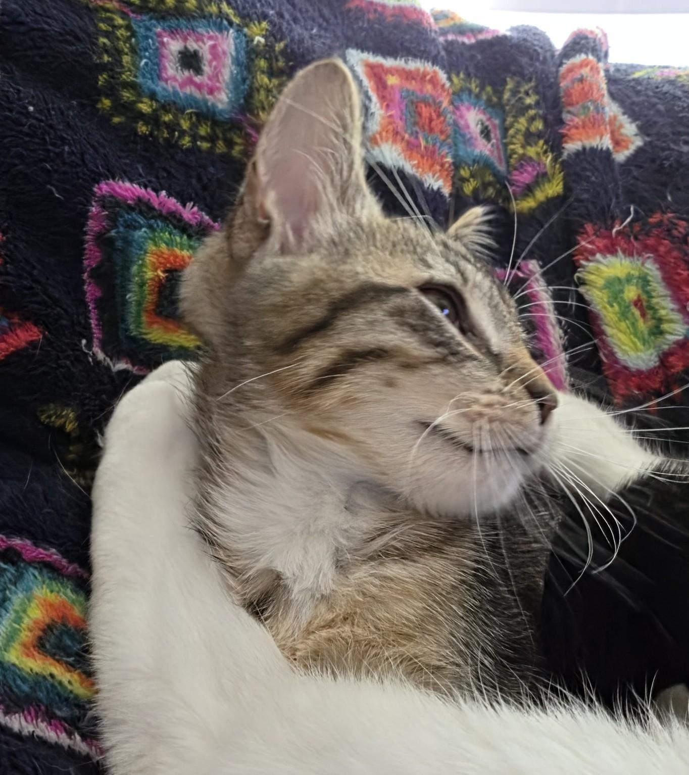 Pinky (bonded with Marion), a ADOPTABLE Domestic Short Hair in Silverton, OR image 6/6