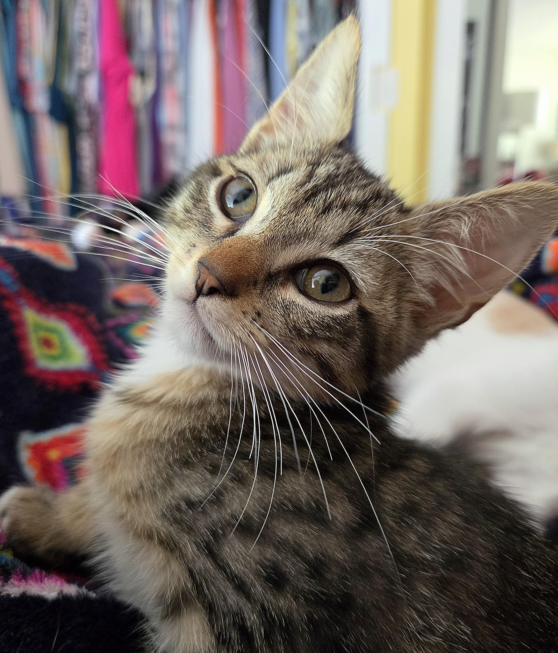 Pinky (bonded with Marion), a ADOPTABLE Domestic Short Hair in Silverton, OR image 5/6