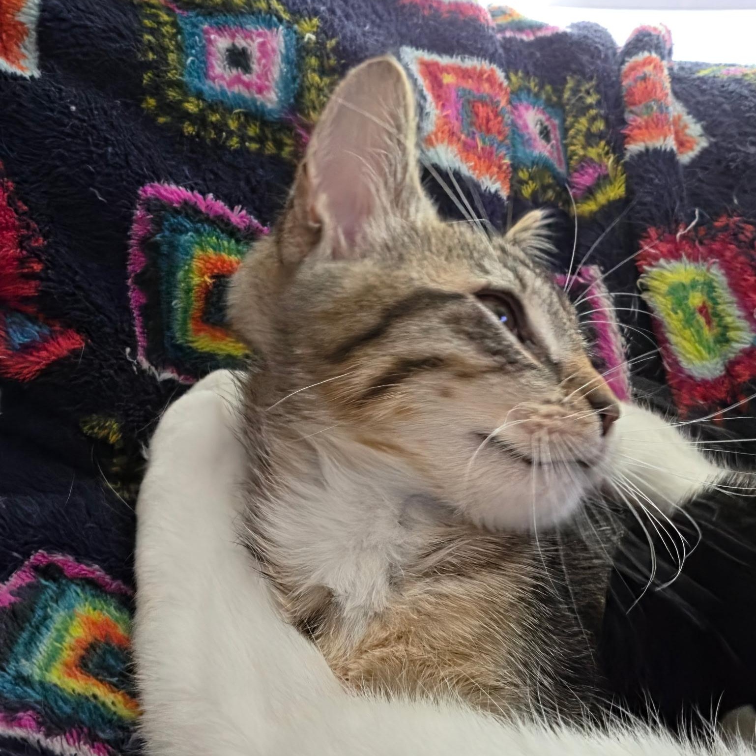 Enlarge Pinky (bonded with Marion), a ADOPTABLE Domestic Short Hair in Silverton, OR image 2/5