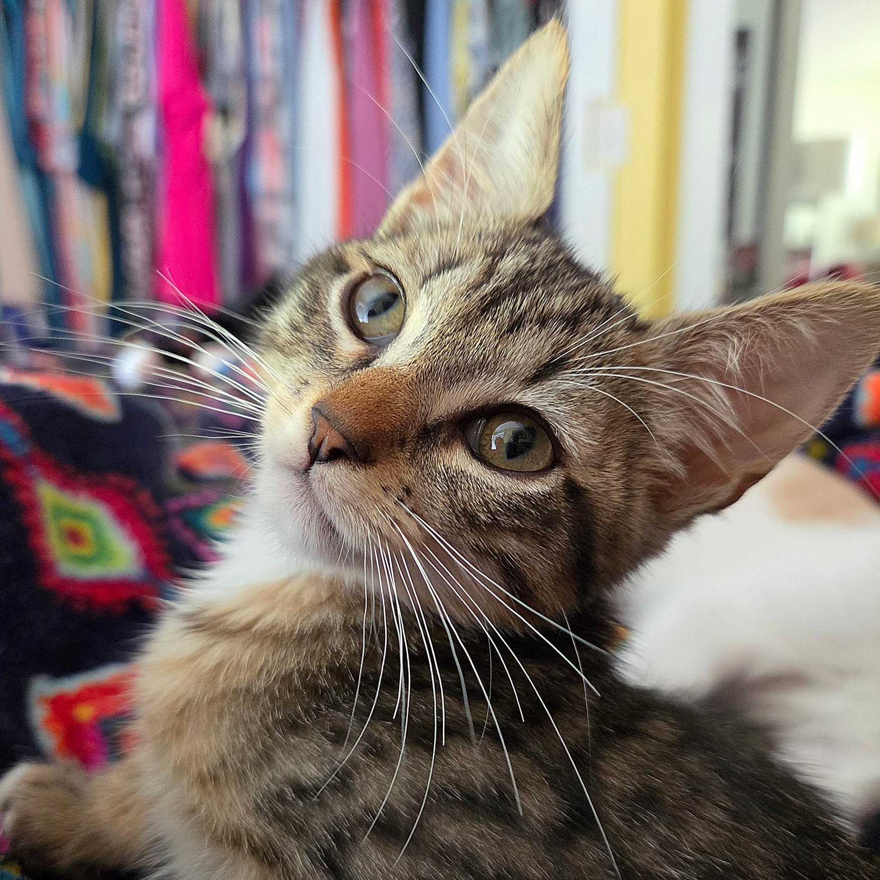 Enlarge Pinky (bonded with Marion), a ADOPTABLE Domestic Short Hair in Silverton, OR image 5/5
