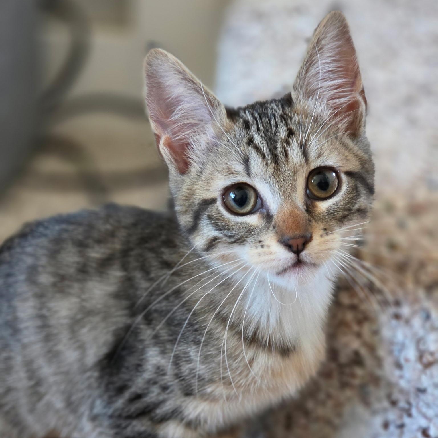 Enlarge Pinky (bonded with Marion), a ADOPTABLE Domestic Short Hair in Silverton, OR image 3/5