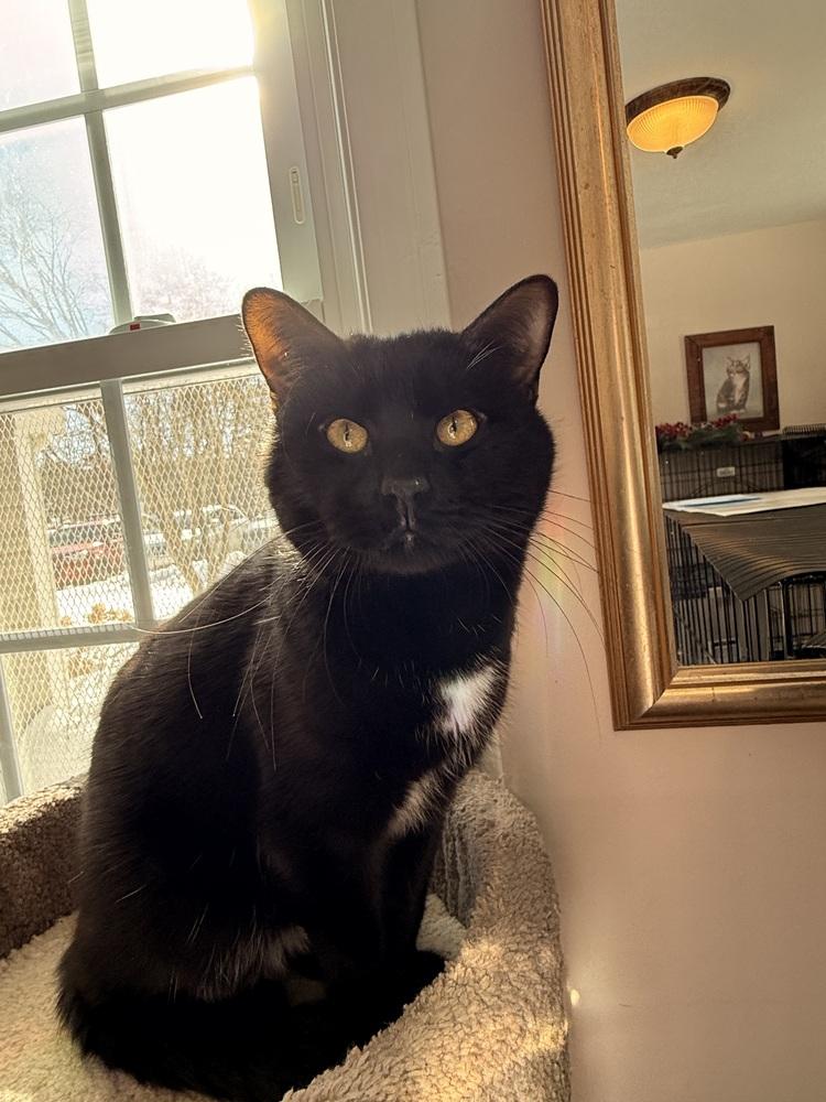 Enlarge Olaf, a Adoptable Domestic Short Hair in Duxbury, MA image 1/6