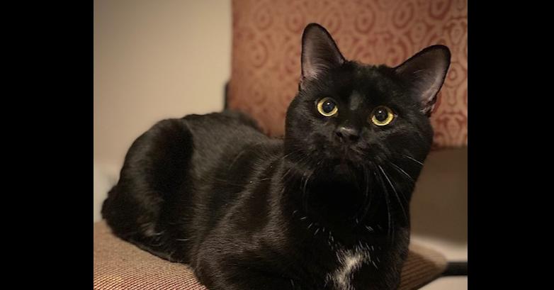 Enlarge Olaf, a Adoptable Domestic Short Hair in Duxbury, MA image 3/6